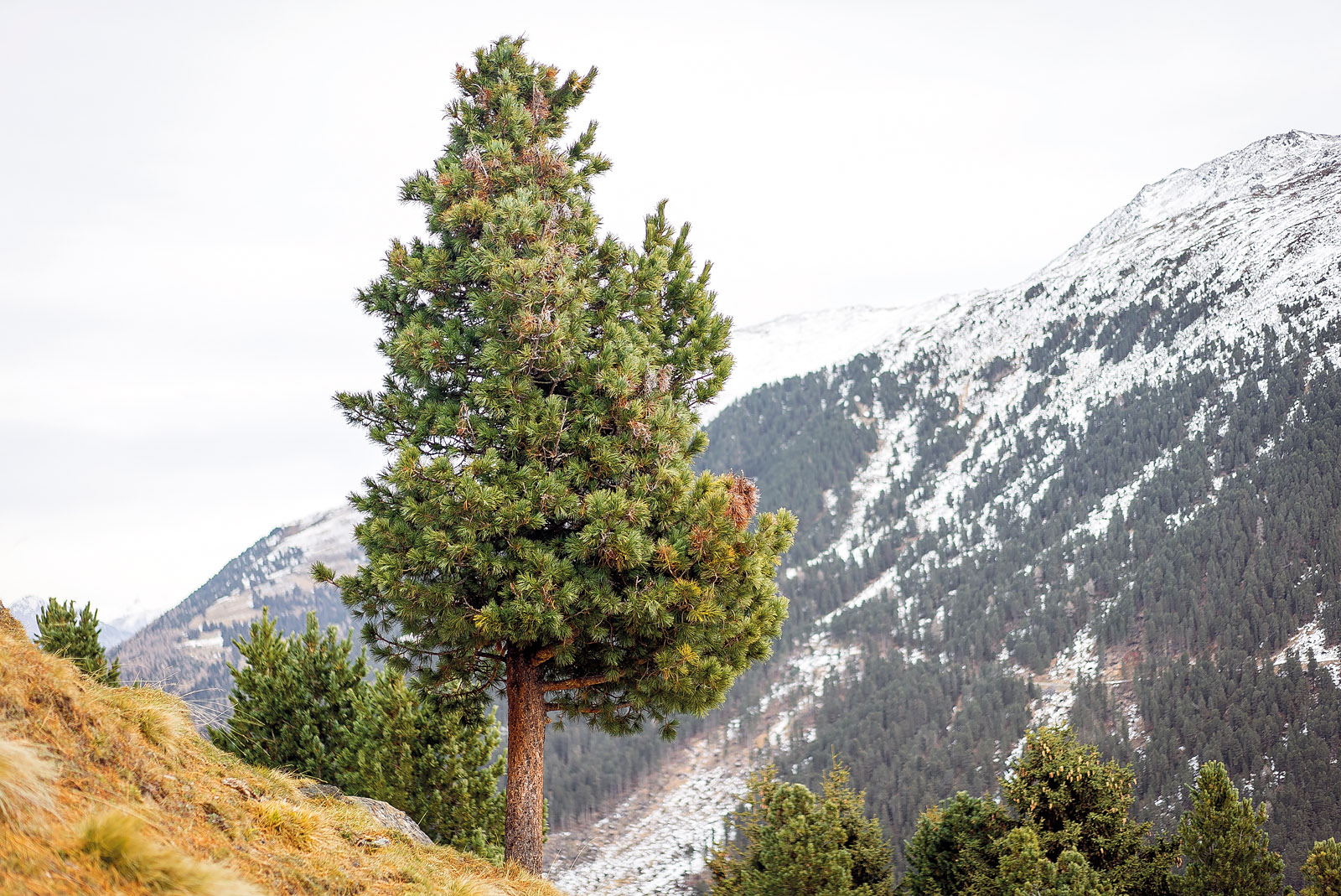 Königin der Alpen - die majestätische Zirbe