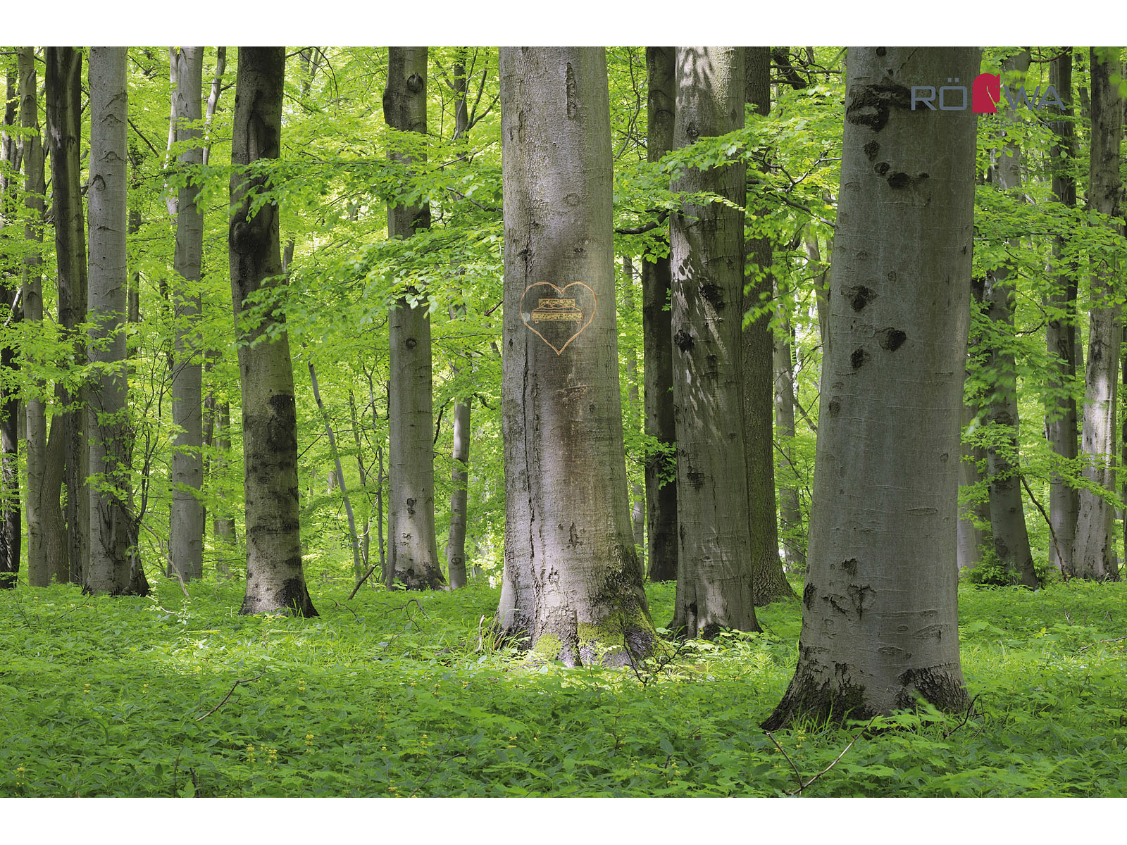 Natürlicher Rohstoff: Buchenholz aus heimischen Wäldern